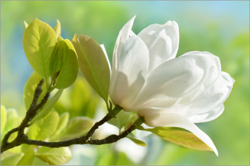 Póster White magnolia blossom in spring