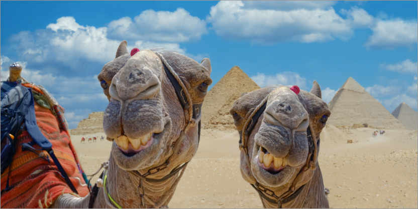 Póster Camellos sonrientes