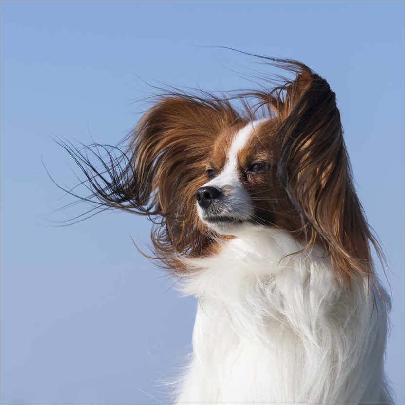 Póster Cachorro de perro en el viento