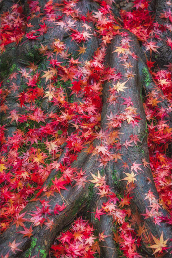 Póster Jardín japonés con hojas de otoño