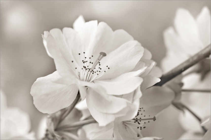 Póster Cherry Blossom, b/w