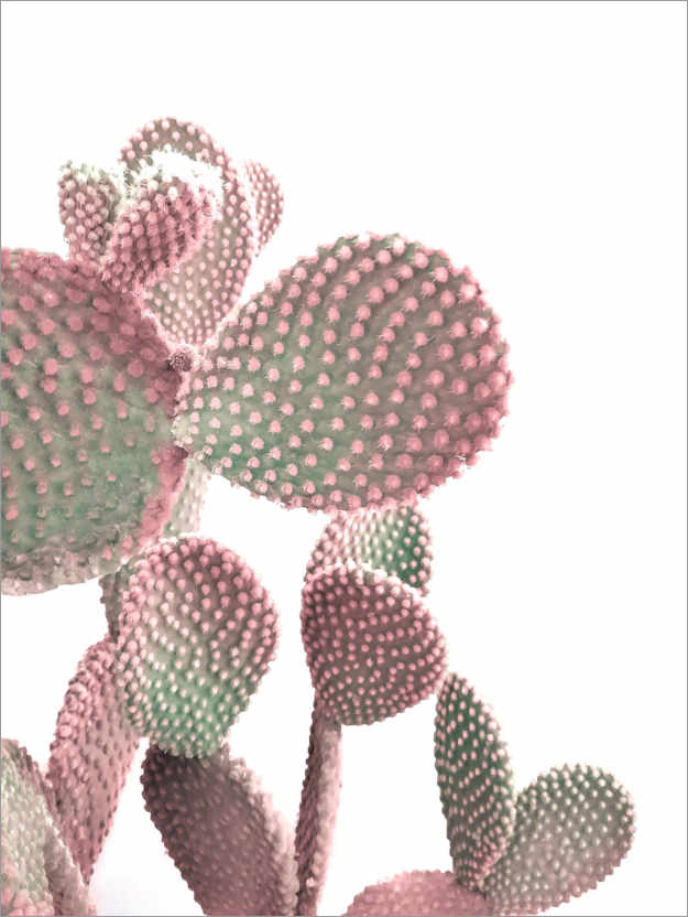 Póster Cactus rosa sobre blanco