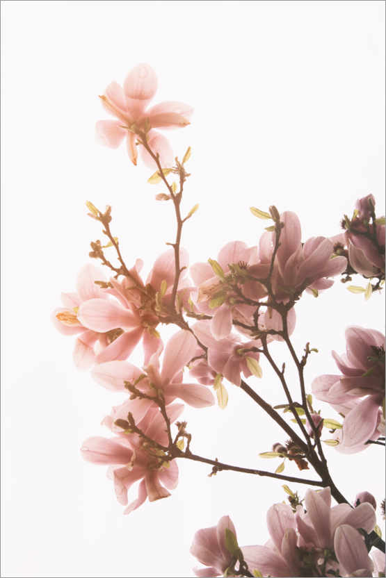 Póster Flores de magnolia