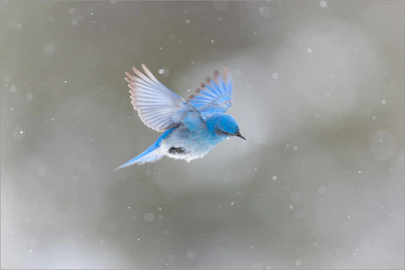 Póster Pájaro azul en la tormenta de nieve