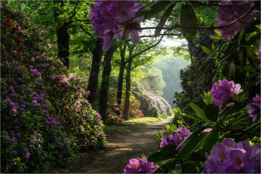 Póster Camino del rododendro
