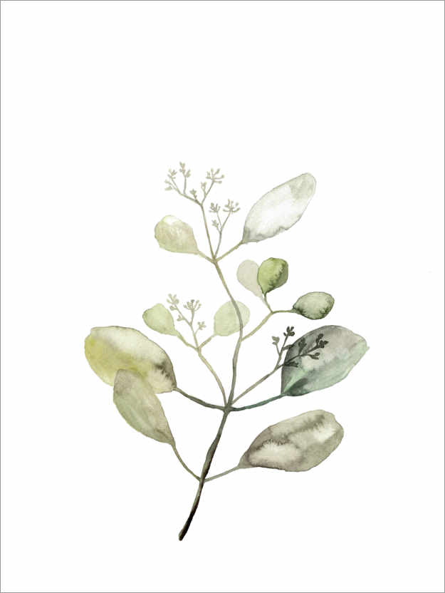 Póster Botanical Illustration Eucalyptus