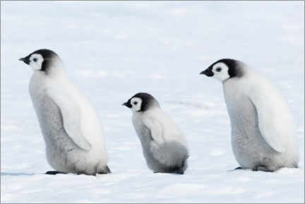 Póster  Cachorros de pingüino - P. Marazzi