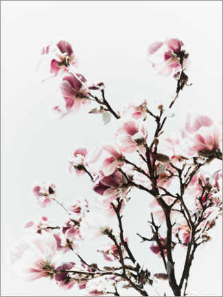 Póster  Magnolia rosa - Magda Izzard