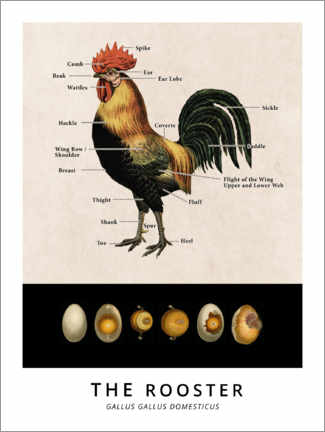 Póster El gallo, diagrama (vintage)