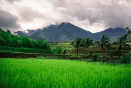 Póster Campos de arroz en Bali