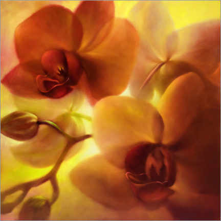 Póster Orquídeas