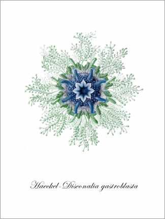 Cuadro de plexi-alu  Placa botánica historia natural - Patruschka