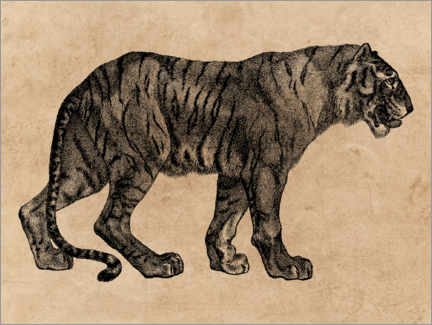 Cuadro de madera  El Tigre - Wunderkammer Collection