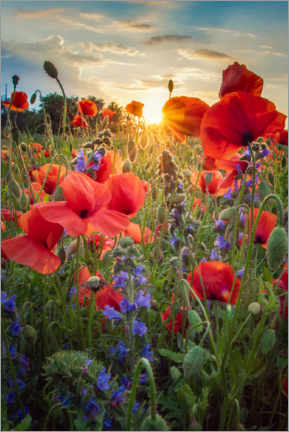 Lienzo  Flores de amapola a la luz del sol - Steffen Gierok
