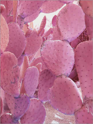 Póster Cactus rosa