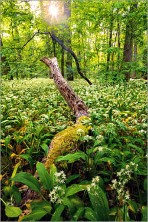 Cuadro de metacrilato  Primavera en el bosque - Dave Derbis