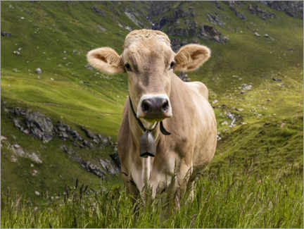 Cuadro de PVC  Vaca en los pastos alpinos en Suiza - Dieterich Fotografie