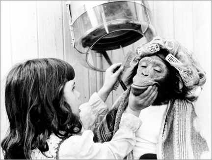 Póster Niña peina chimpancé con rulos