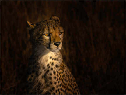 Póster  Retrato de un guepardo - Bing Li