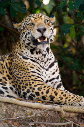 Cuadro de metacrilato  Jaguares gruñendo