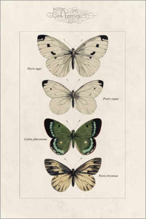 Cuadro de metacrilato  Ejemplo de mariposas - Alexis Nicolas Noel