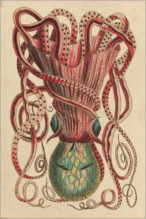 Cuadro de madera  Octopus, Octopus vulgaris - Frederick Polydor Nodder