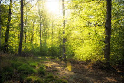 Cuadro de metacrilato  Sol primaveral en el bosque - Oliver Henze
