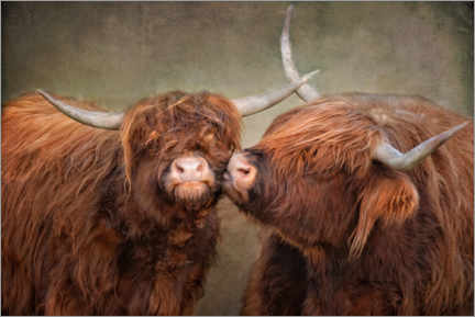 Lienzo  Kiss me - Highland cattle - Claudia Moeckel