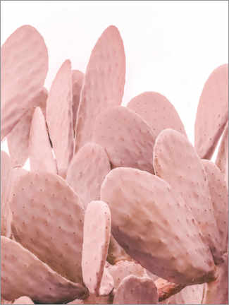 Póster Cactus rosa