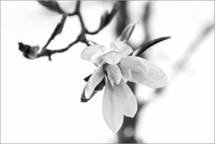 Cuadro de metacrilato  Magnolia - Carmen Varo
