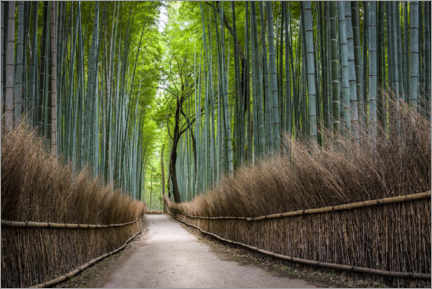 Póster Bosque de bambú de Arashiyama