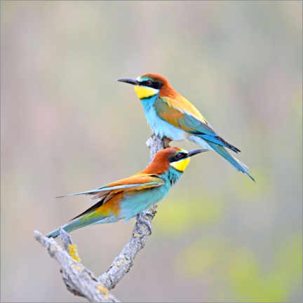 Póster Bee-eater