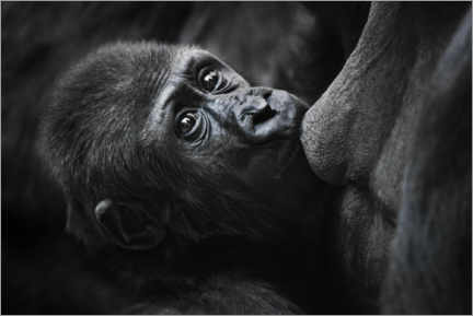 Póster  Sweet baby gorilla on mother's breast - Mikhail Semenov