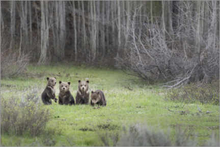 Póster Four grizzly bear cubs in a meadow