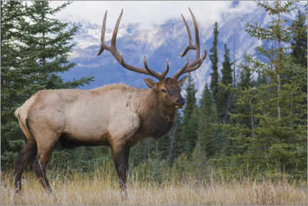 Póster Rocky Mountain Moose