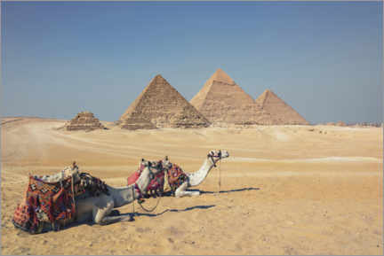 Lienzo  Camels in Giza - Manjik Pictures