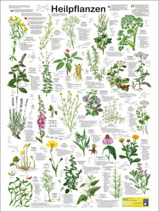 Póster  Plantas medicinales (alemán) - Planet Poster Editions
