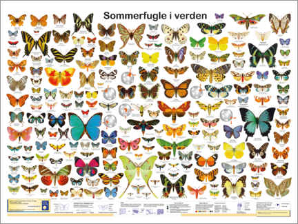 Póster Mariposas del mundo (danés)
