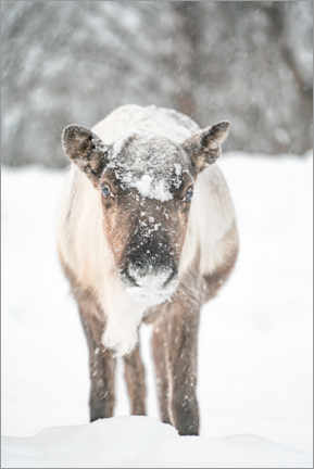 Póster Reindeer in the Snow