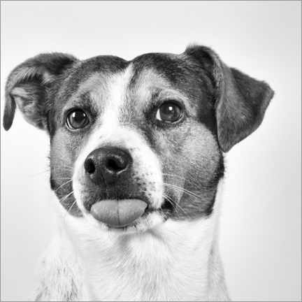 Lienzo  Jack Russell Terrier sticks out tongue - Heidi Bollich