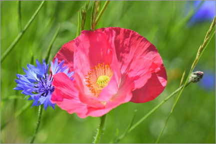 Lienzo  Blossom magic - poppy and cornflower - GUGIGEI