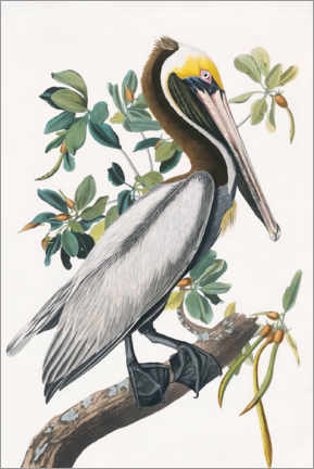 Póster  Pelícano - John James Audubon