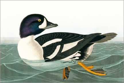 Póster  Pato - John James Audubon