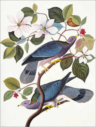 Póster  Palomas - John James Audubon