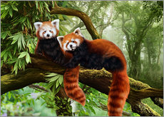 Cuadro de plexi-alu  Red Pandas - Katarina Sokolova