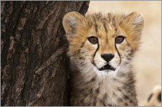 Vinilo para la pared  Cheetah (Acinonyx jubatus) cub, Masai Mara, Kenya, East Africa, Africa - Sergio Pitamitz