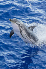 Cuadro de plexi-alu  Adult striped dolphin - Michael Nolan