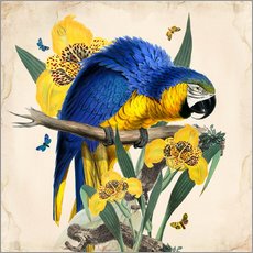 Vinilo para la pared  Oh My Parrot IX - Mandy Reinmuth