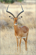Cuadro de plexi-alu  Impala antelope