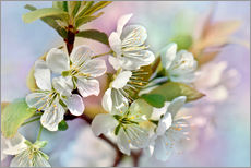 Cuadro de plexi-alu  Spring Blossoms III - Atteloi